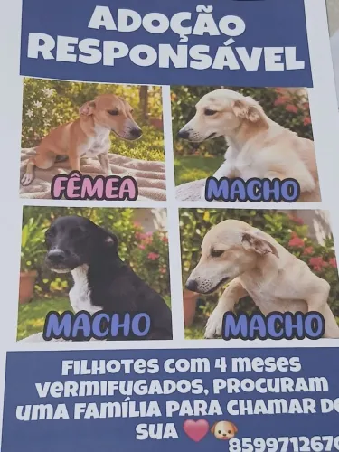 Filhotes para Adoção responsável.