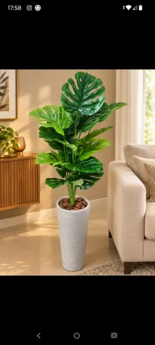 Lindo vaso gigante costela de Adão permanente