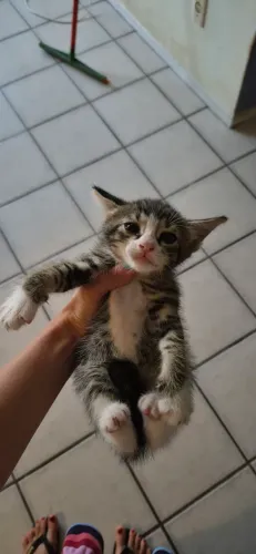 Gatinho para adoção 