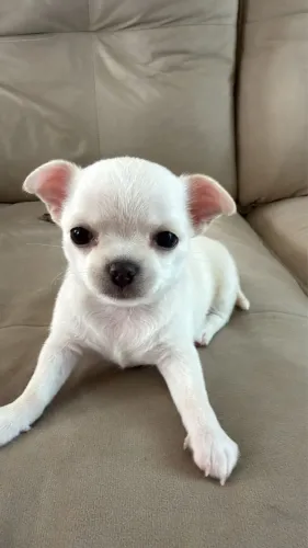 Chihuahua Fêmea