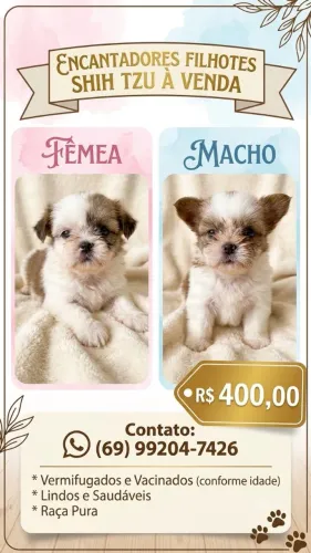 ShihTzu filhote