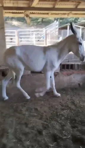JUMENTA (pampa no couro)