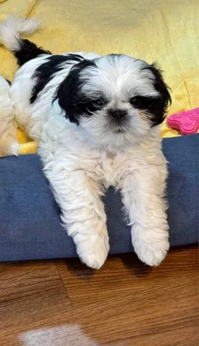Cachorros Shih Tzu
