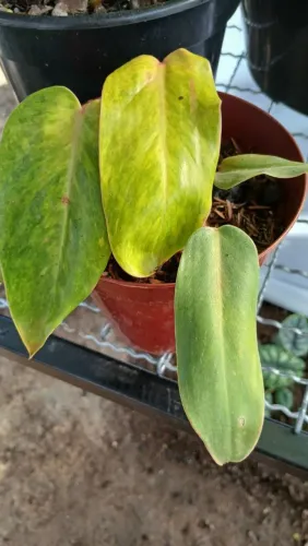 Philodendron painted lady