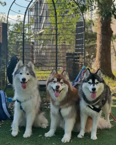 Filhotes de husky puros demais parcelo procedência zzz