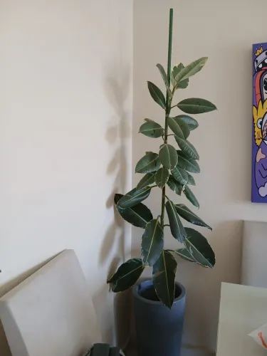 Plantas