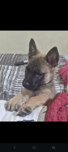 Filhote de pastor belga de malinois 