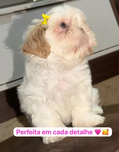 Duas fêmeas disponíveis e dois machinhos lindos