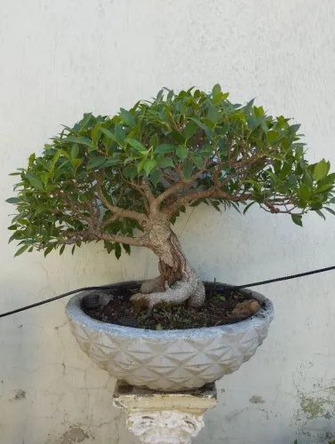 Bonsai Ficus 20 anos
