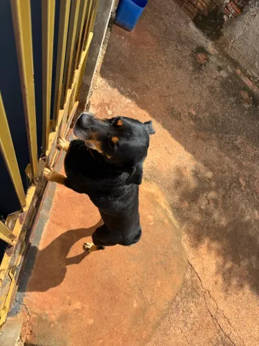Estou doando um Rottweiler
