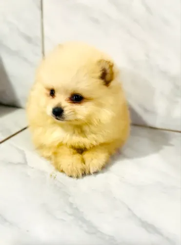Spitz Alemão ou Lulu da Pomerânea fêmea e machinho