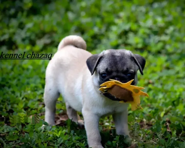 Pug mini seu filhote está aqui em campinas entregamos ainda hoje