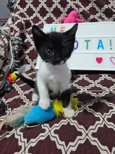 Gatinha filhote linda para adoção