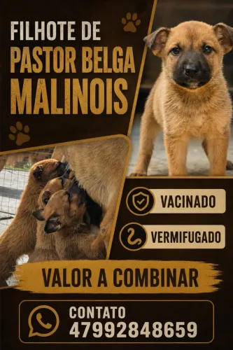Filhote Pastor Belga Malinois