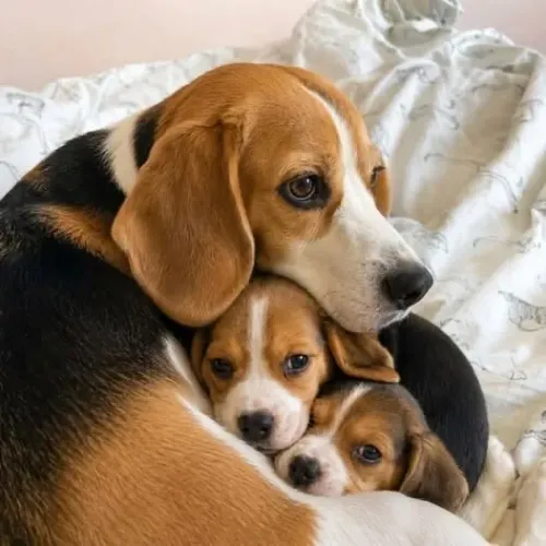 Filhotes De Beagle - O Rabinho Mais Feliz Da Região