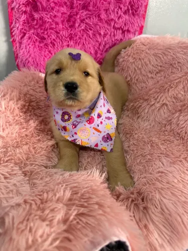 Golden retrivier femea linda