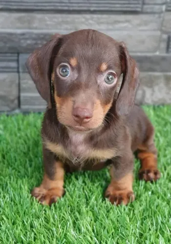 Basset teckel encantador