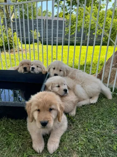 Golden retriever companheiro ideal 