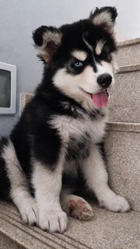 Husk siberiano 2 meses