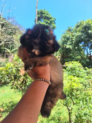 Shihtzu fêmea mini.