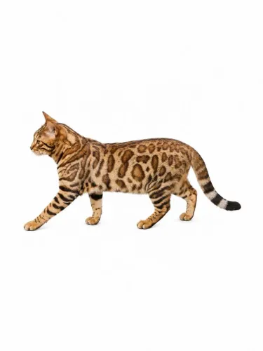 Gato bengal