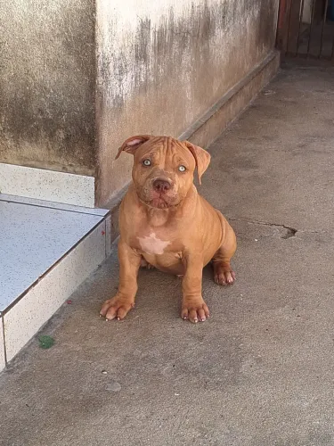 Macho disponível 