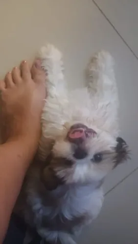 Shih tzu filhote 2 meses macho