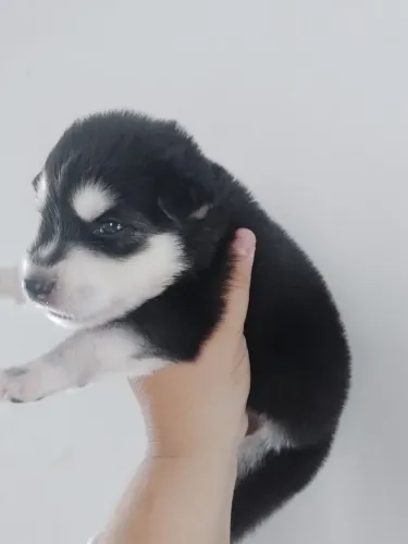 Filhote Husky siberiano
