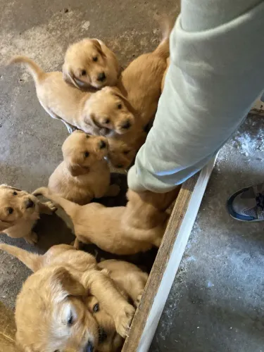 Cachorros