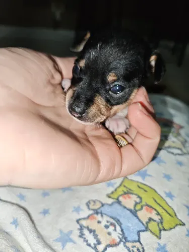 Pinscher 