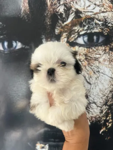 Cachorro shitzu