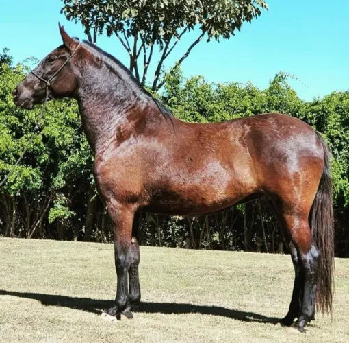 EGUA MANGALARGA MARCHADOR