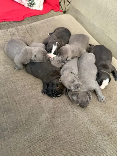 Filhotes de American Bully recém nascidos, pai tri Black mãe blue