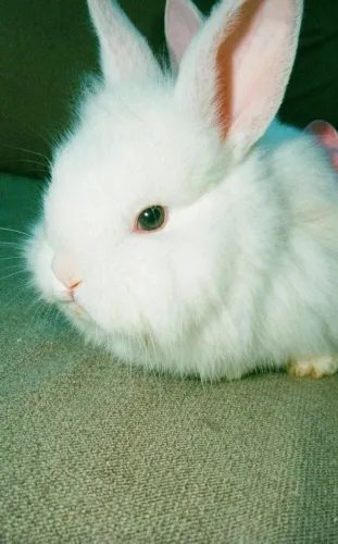 Coelhos mestiços cabeça de leão. 5 unidades
