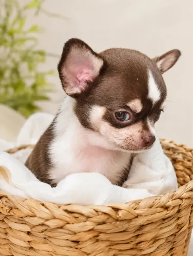 Chihuahua macho disponível