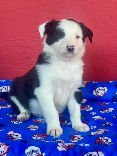Linhagem de trabalho:: Border Collie com pedigree 
