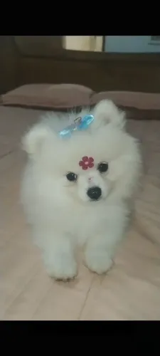 Luluzinha 2 meses
