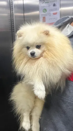 CRUZA Lulu da Pomerania - PEGO FILHOTE