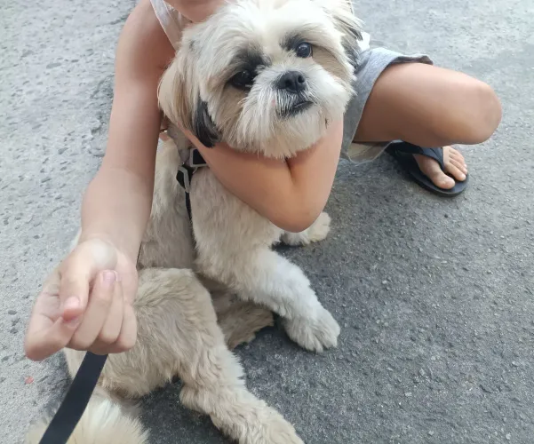 Doação shitzu