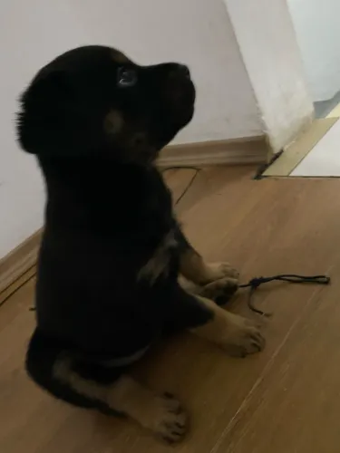 FILHOTES DE ROTTWEILER COM PEDIGREE PURO DISPONÍVEIS! ?