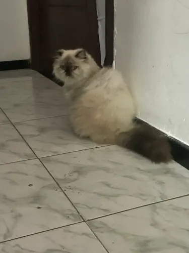 Gato persa do himalaia FÊMEA