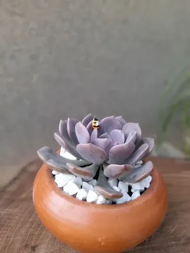 Vasos de cactos e suculentas 