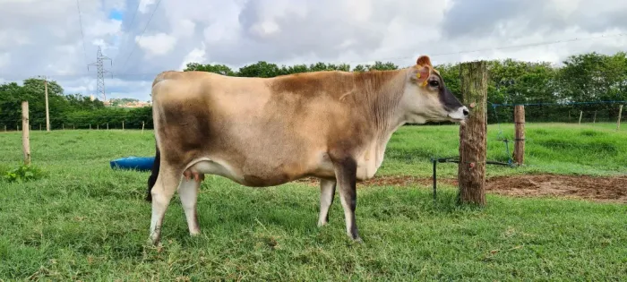 Novilhas Jersey Prenhes Puras e Registradas