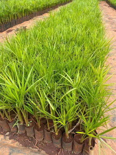 Muda de Buriti 