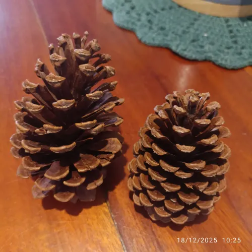 Pinhas de Natal