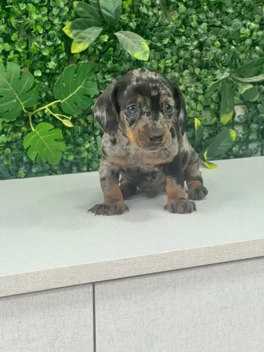 linguicinha brincalhão