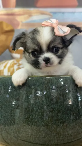 Chihuahua com estrutura perfeita e personalidade encantadora!