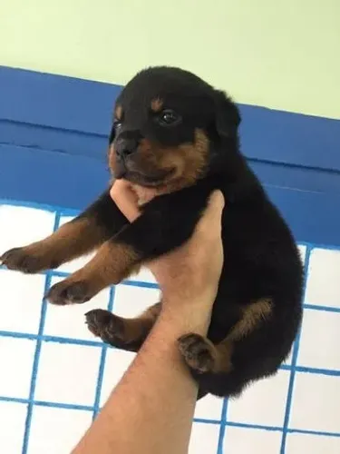Rottweiler machinho cabeça de touro com 49 dias-Dani