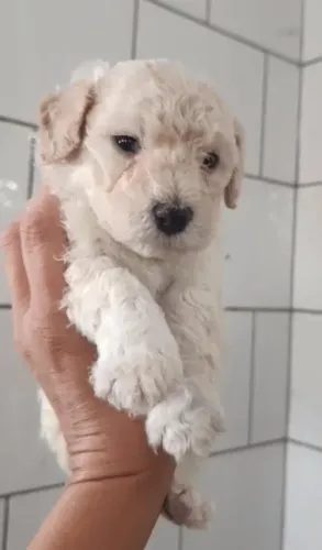 Poodle Anão Fêmea (Totalmente puro) 3 meses 