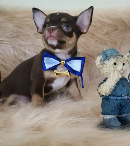 Chihuahua alto padrão mini!!!